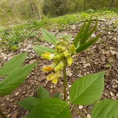 Vicia oroboides