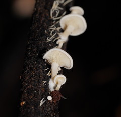Clitocybe semiocculta