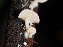Clitocybe semiocculta