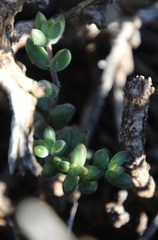 Crassula subaphylla