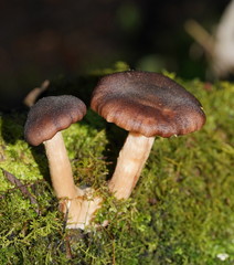 Armillaria hinnulea