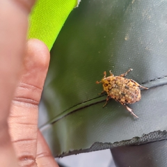 Porphyronota hebraea