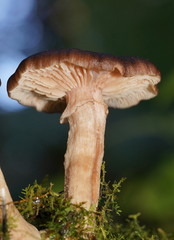 Armillaria hinnulea