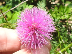 Mimosa hystricina