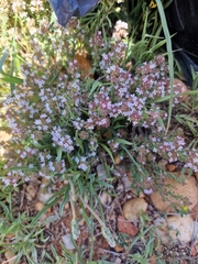 Thymus vulgaris