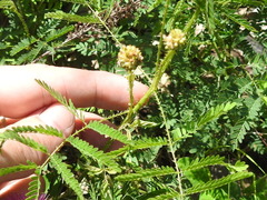 Mimosa hystricina