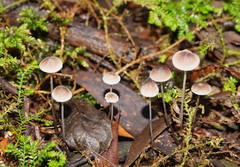 Mycena cystidiosa
