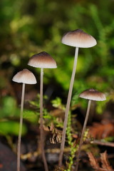 Mycena cystidiosa