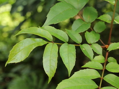 Meliosma rhoifolia