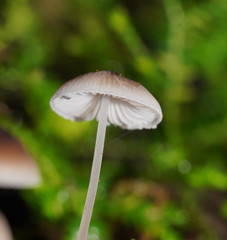 Mycena cystidiosa