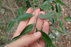 Trichocladus ellipticus