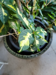 Graptophyllum