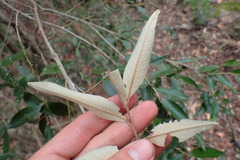 Trichocladus ellipticus