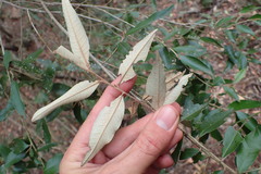 Trichocladus ellipticus