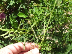 Mimosa hystricina