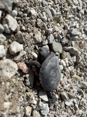 Chrysemys picta marginata