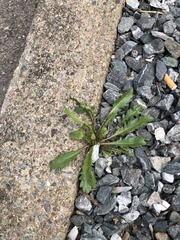 Taraxacum officinale