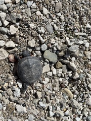 Chrysemys picta marginata