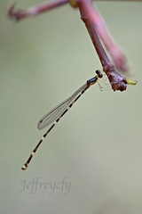 Protosticta beaumonti
