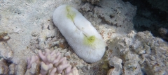 Ctenactis crassa