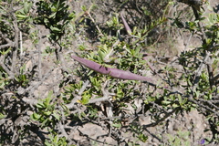 Periploca laevigata angustifolia