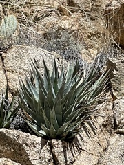 Agave mckelveyana