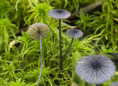 Entoloma cyanulum