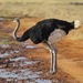 Ostriches - Photo (c) Lip Kee Yap, some rights reserved (CC BY-SA)