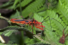 Macrocheraia grandis