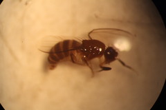 Metopininae