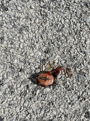 Chrysemys picta marginata