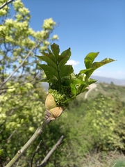 Fraxinus ornus
