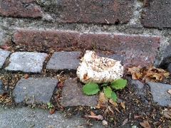 Fungi