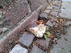 Fungi