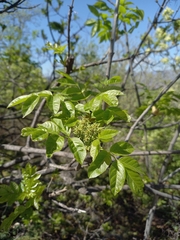 Fraxinus ornus