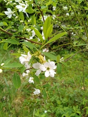 Exochorda