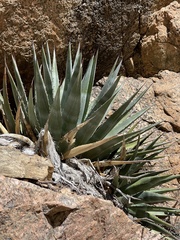 Agave mckelveyana