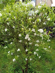 Exochorda
