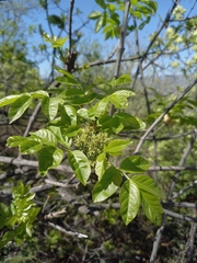 Fraxinus ornus