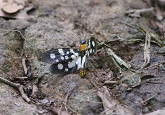 Neurhermes tonkinensis