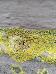 Fungi