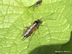Pimpla turionellae