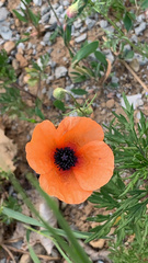 Papaver apulum