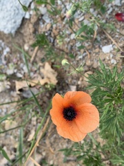 Papaver apulum