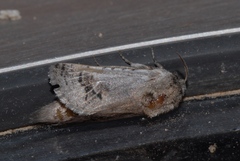 Parahypopta caestrum
