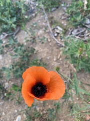 Papaver apulum