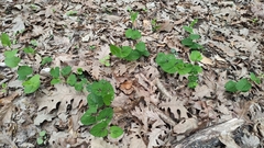 Aristolochia rotunda