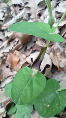 Aristolochia rotunda
