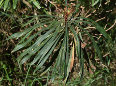 Banksia aquilonia