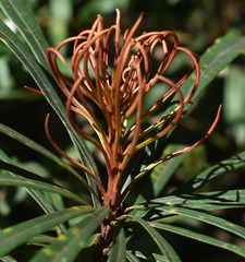 Banksia aquilonia